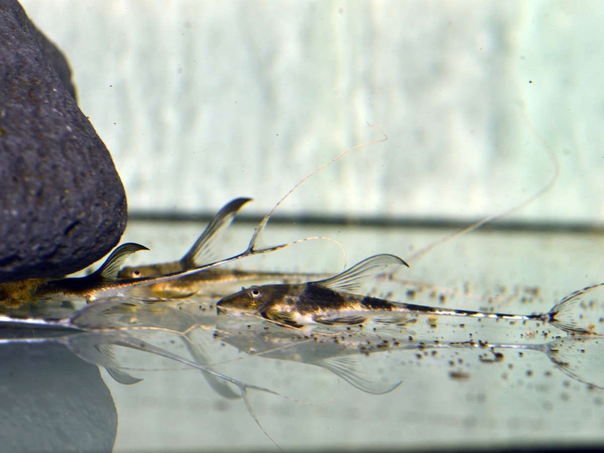 Lamontichthys sp. "Kolumbien" - Filament-Störwels, DNZ