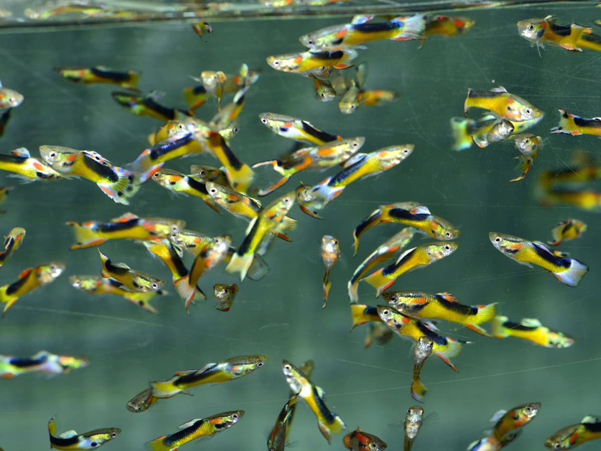 Poecilia wingei "Saddle Back" - Endlers Guppy-Mann-Saddle-Back, NZ