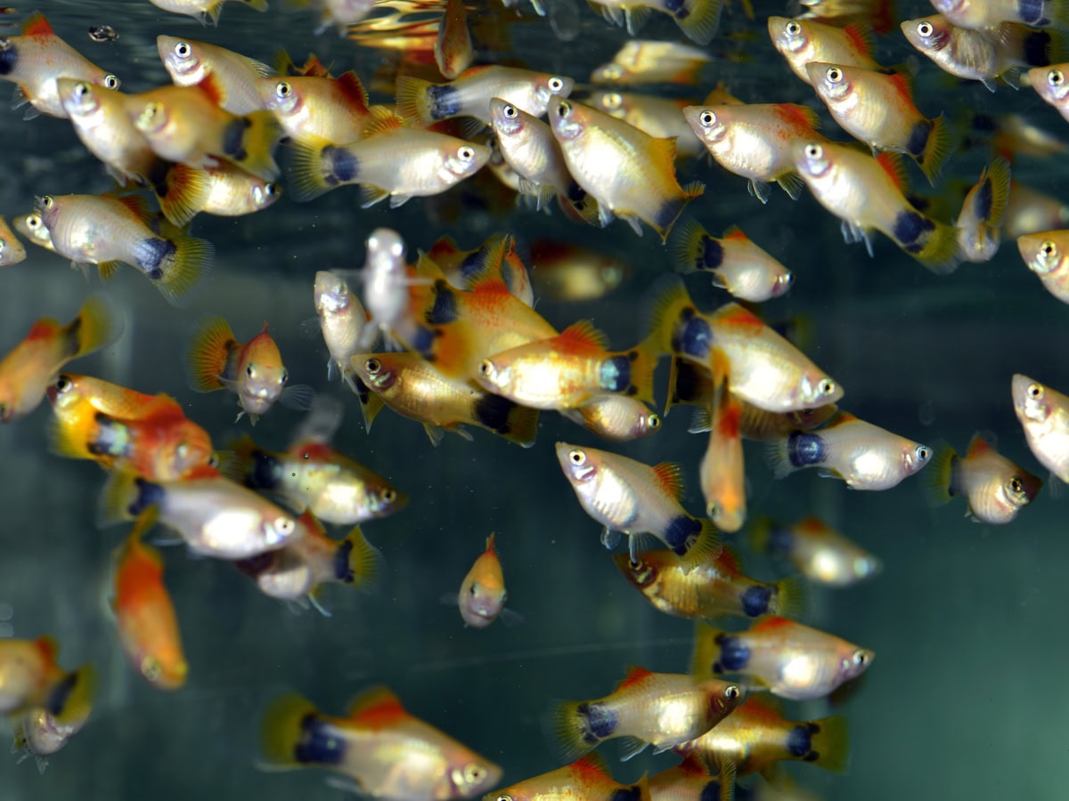 Xiphophorus maculatus "Mickey-M.-Marigold" - Platy-Mickey-Mouse-Marigold, NZ