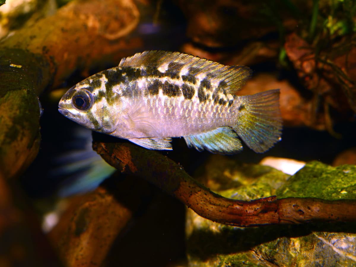 Ivanacara bimaculata - Zweipunkt-Waldbuntbarsch, DNZ