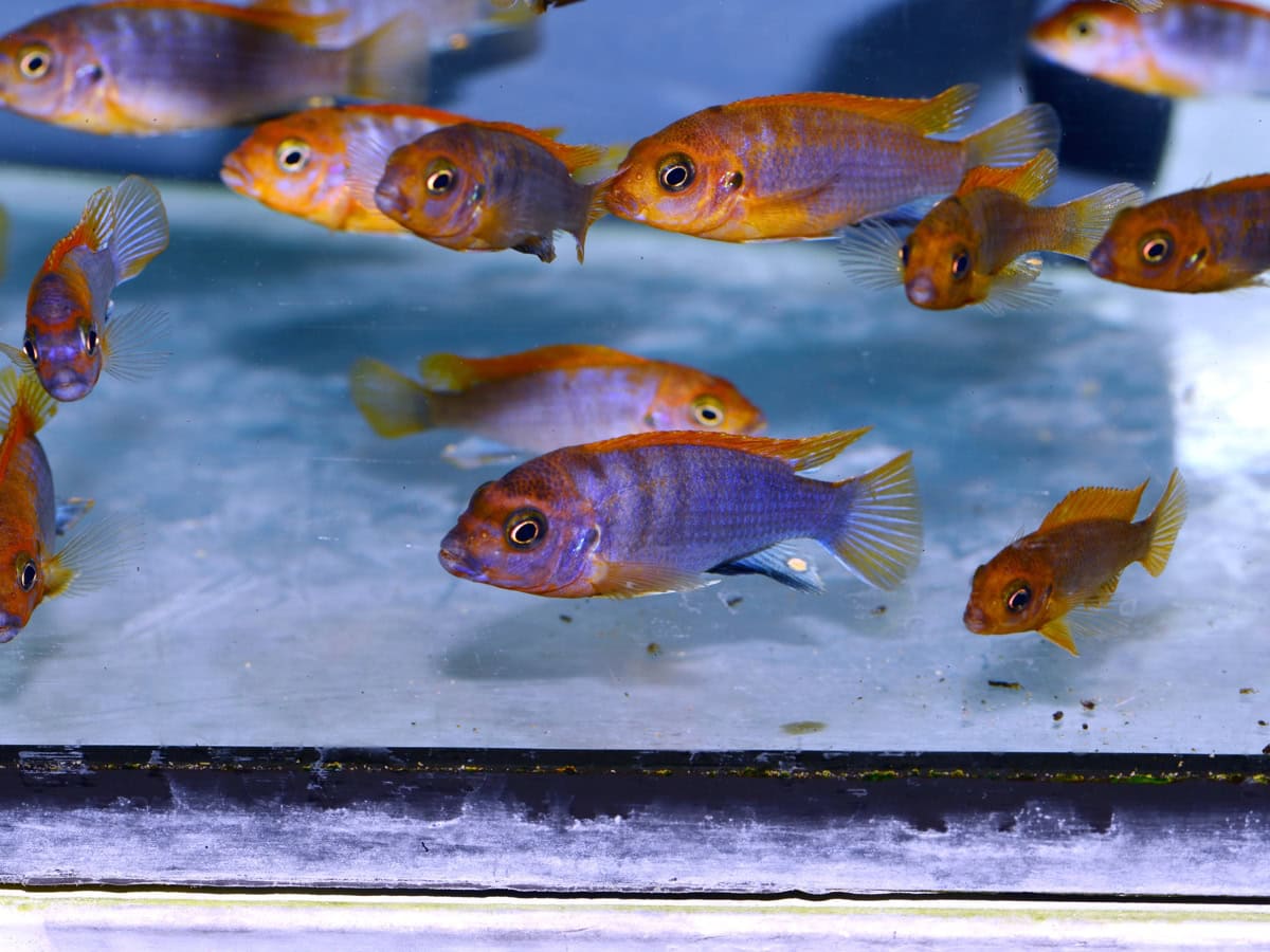 Labidochr. sp. "Hongi Red Top" - Blauer Labidochromis, "Red Top", DNZ