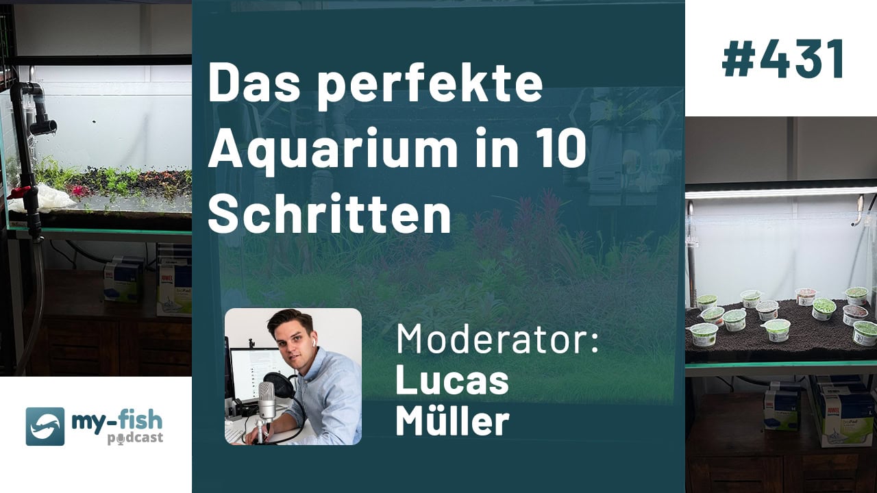 Das perfekte Aquarium in 10 Schritten – Dein ultimativer Leitfaden für erfolgreiche Aquaristik (Lucas Müller) Das perfekte Aquarium in 10 Schritten – Dein ultimativer Leitfaden für erfolgreiche Aquaristik (Lucas Müller)