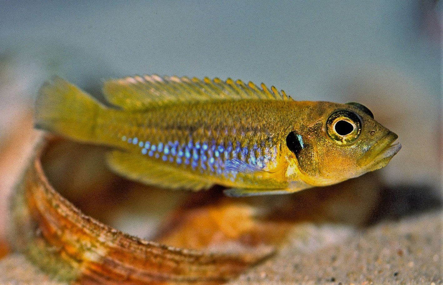 Von Neolamprologus ocellatus gibt es eine gelbe Standortvariante. Foto: Wolfgang Staeck