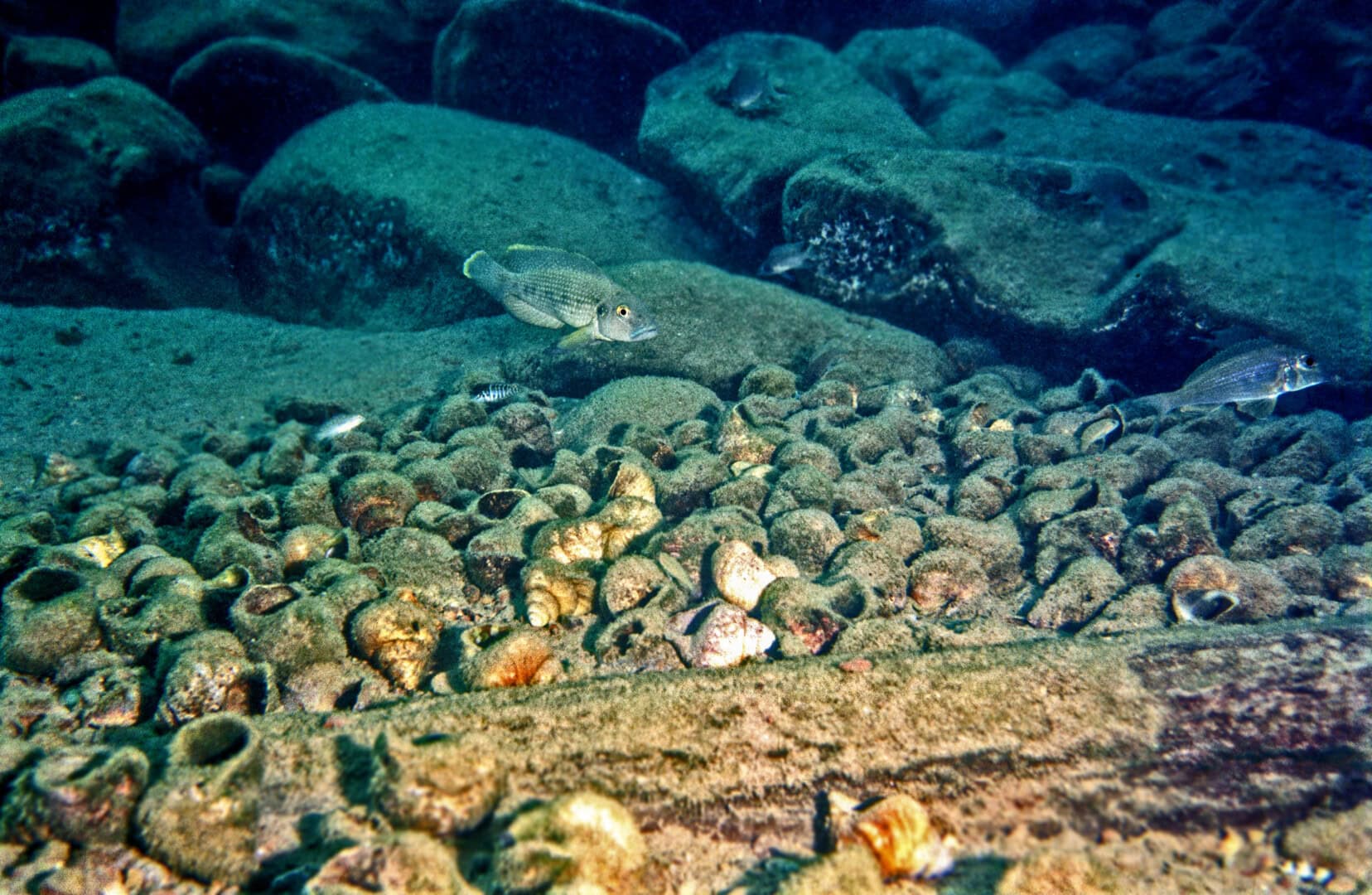 Männchen von Neolamprologus callipterus im Habitat über seinem Revier. Foto: Wolfgang Staeck