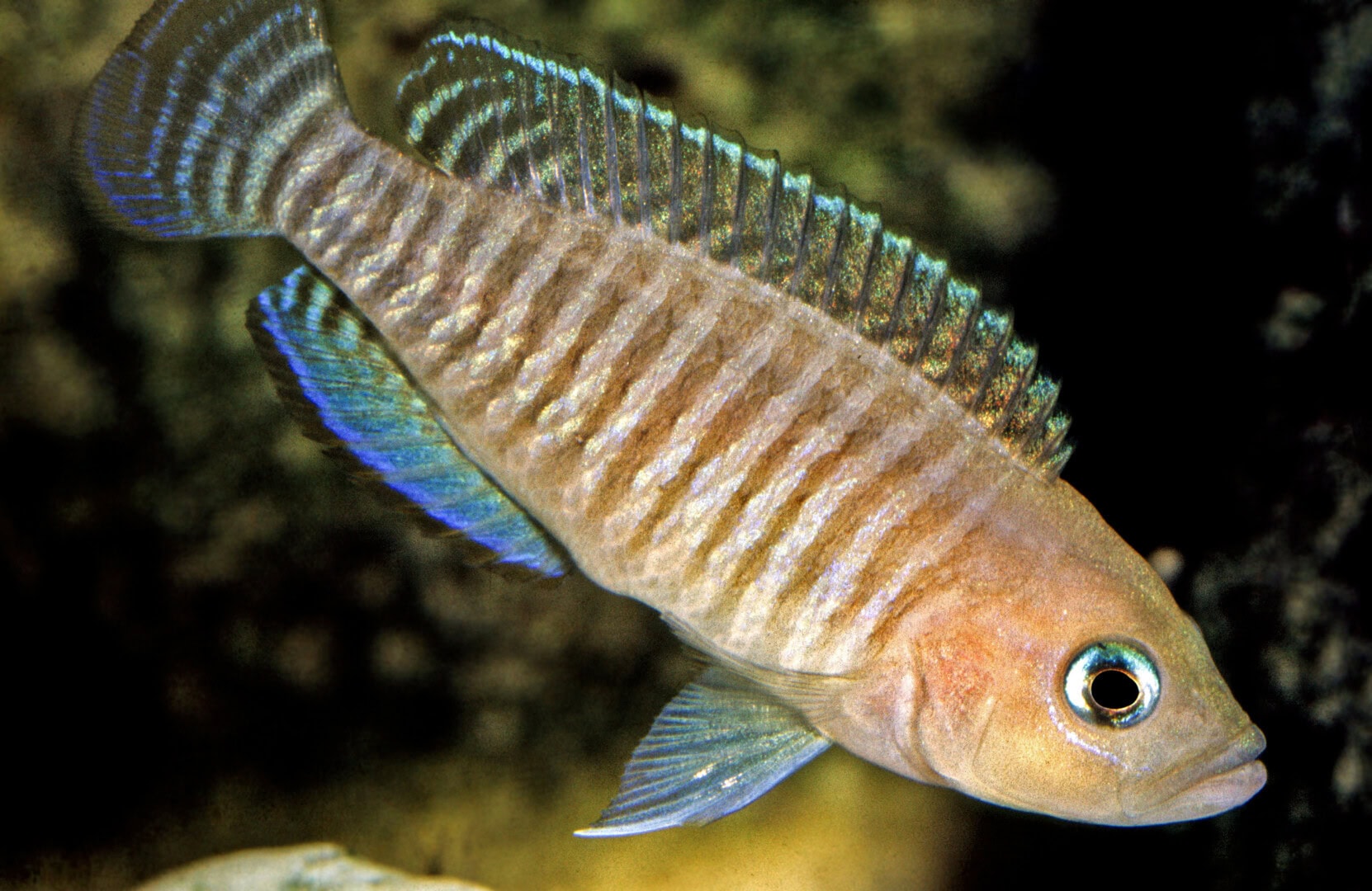 Polygynandrie findet sich bei Neolamprologus multifasciatus, einem fakultativen Schneckenbewohner. Foto: Wolfgang Staeck