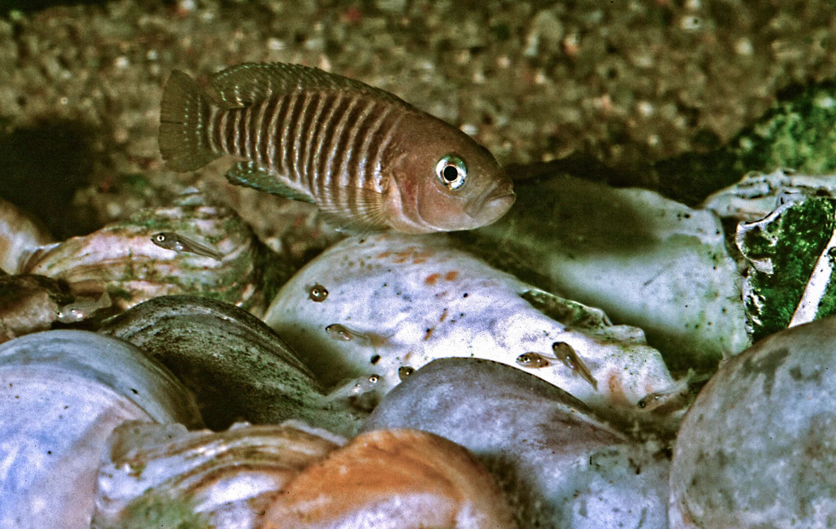 Weibchen von Neolamprologus multifasciatus bei der Brutpflege. Foto: Wolfgang Staeck