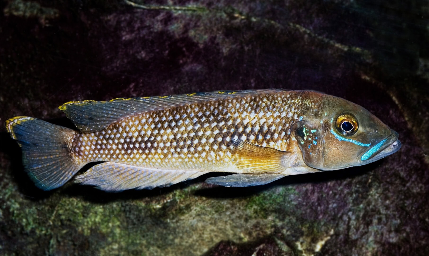 Männchen von Neolamprologus callipterus Foto: Wolfgang Staeck