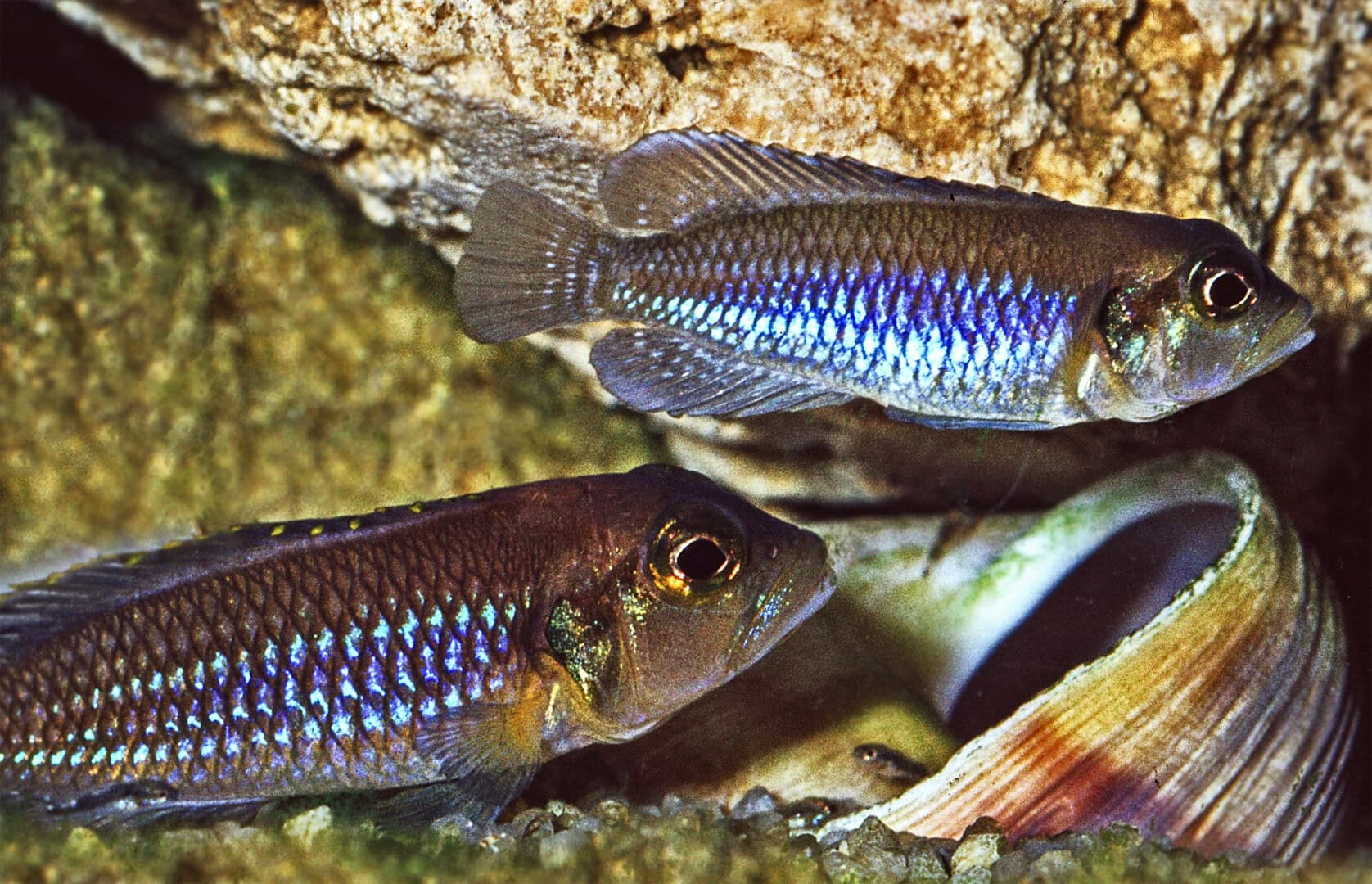 Bei Neolamprologus ocellatus treten alternativ Monogamie oder Polygenie auf. Foto: Wolfgang Staeck