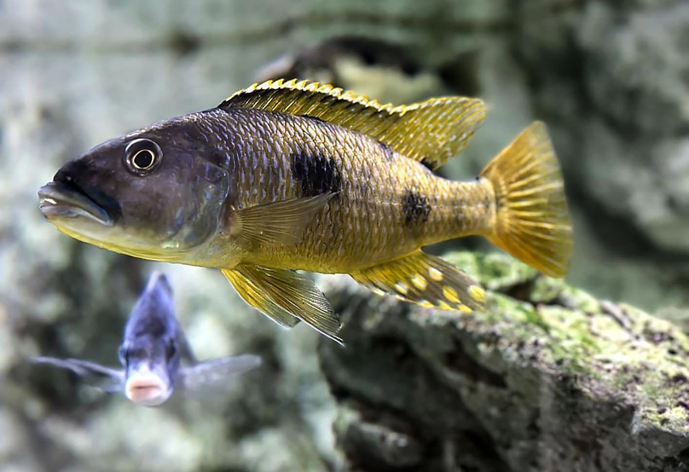 Eine von vielen Cichliden-Arten: Exochochromis anagenis. Foto: Manfred Dietz