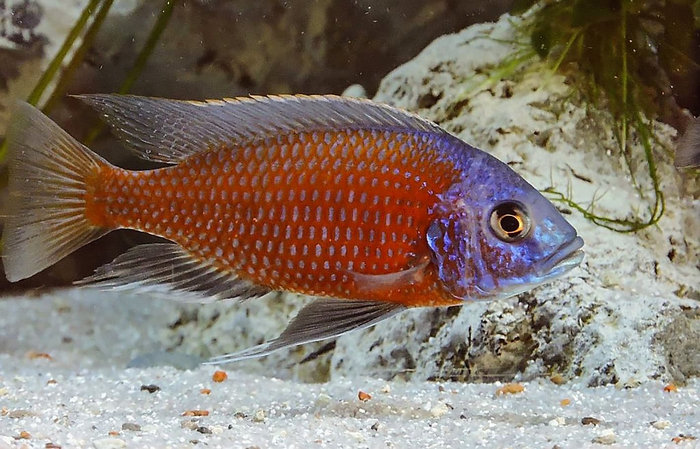Copadichromis_borleyi_Kadango Foto: Manfred Dietz