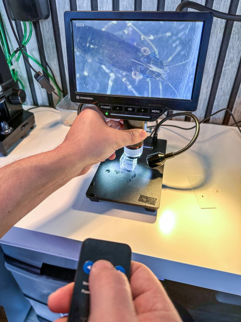 Mit der Fernbedienung kann ein Foto der aktuellen Beobachtung ohne Verwackler gemacht werden. Foto: Christian Splettstößer