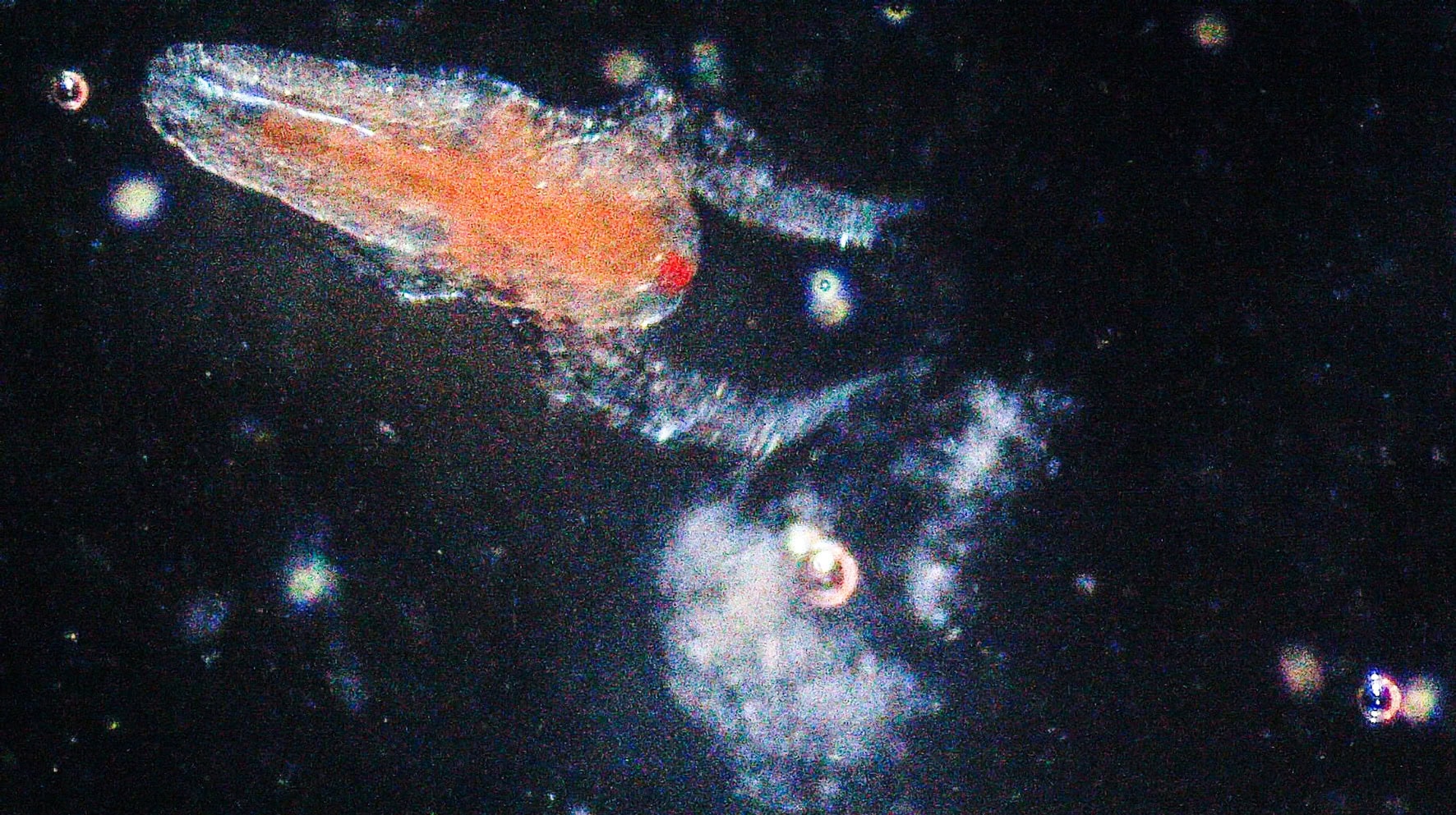 Eine frisch geschlüpfte Artemia-Nauplie, bei der mir sofort als Name "Rudolf" in den Sinn kam. Foto: Christian Splettstößer