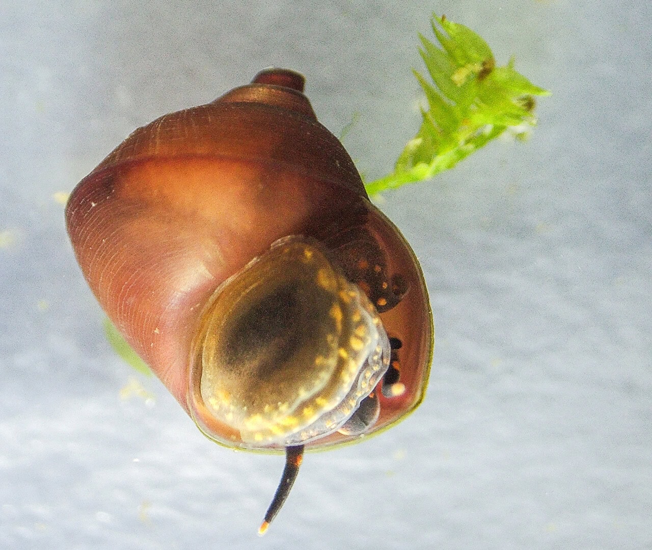Eine frisch geschlüpfte Blueberry-Schnecke (Notopala sp.), Größe ca. 3 mm. Foto: Christian Splettstößer