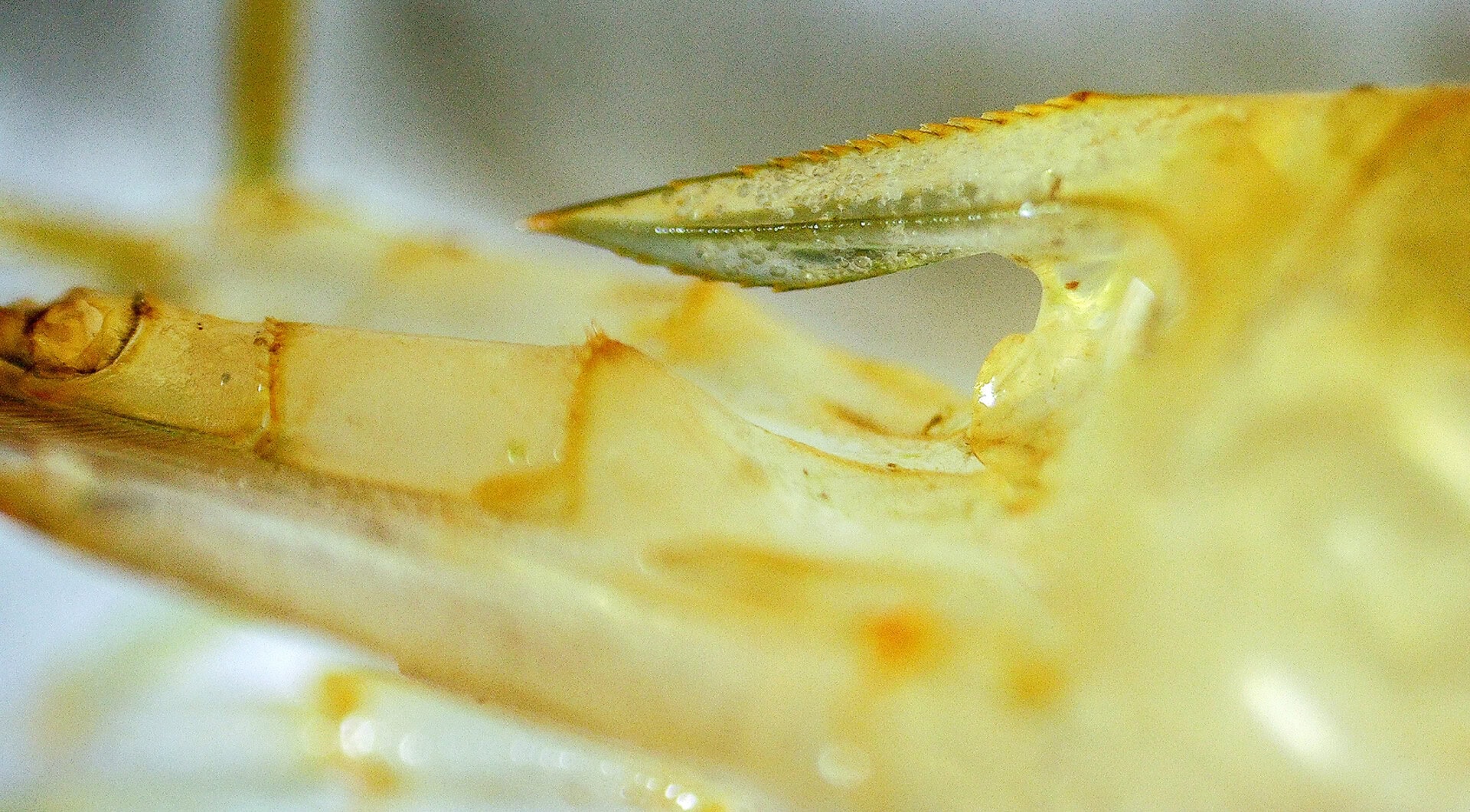 Rostrum einer Amanogarnele. Der Abgleich mit Angaben aus der Literatur (Süßwassergarnelen aus aller Welt, Karge/Klotz) passt: Das Rostrum ist abwärts gebogen und reicht bis zur Mitte des zweiten Segments der Antennenbasis. Foto: Christian Splettstößer