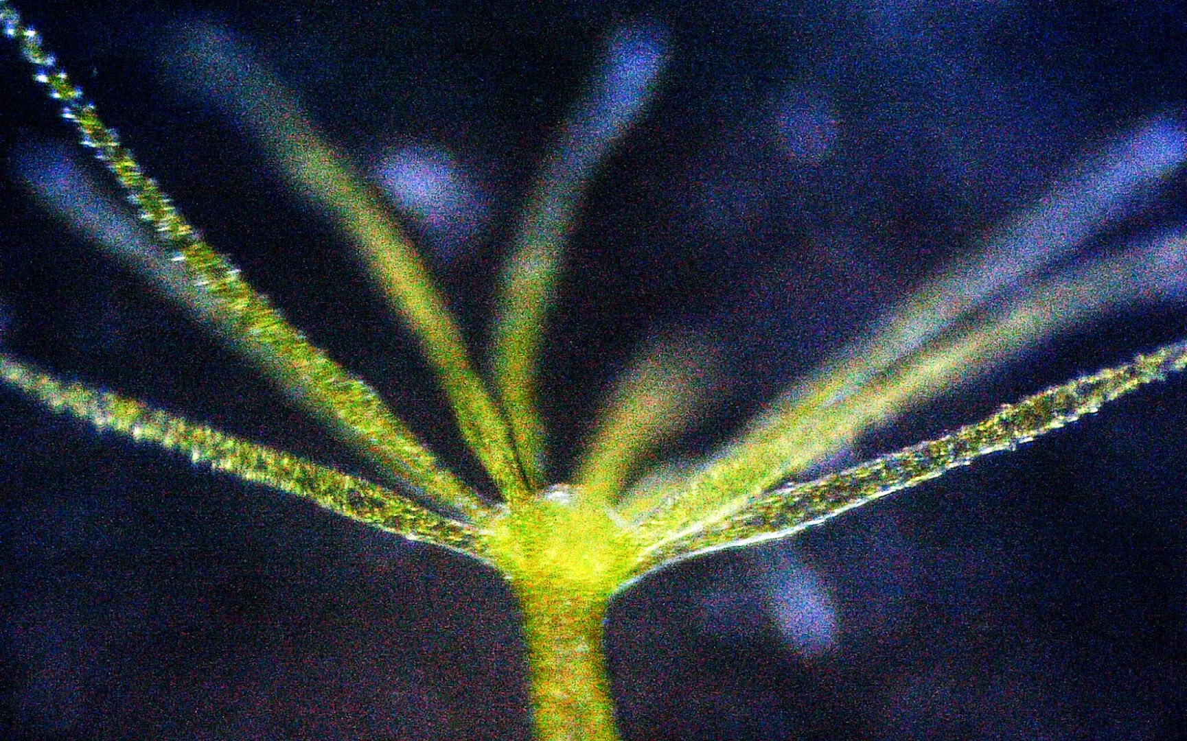 Das obere Ende einer Hydra. In der Mitte sitzt die Mundöffnung, die Tentakel betäuben Kleinstlebewesen und befördern die Beute zum Mund. Foto: Christian Splettstößer