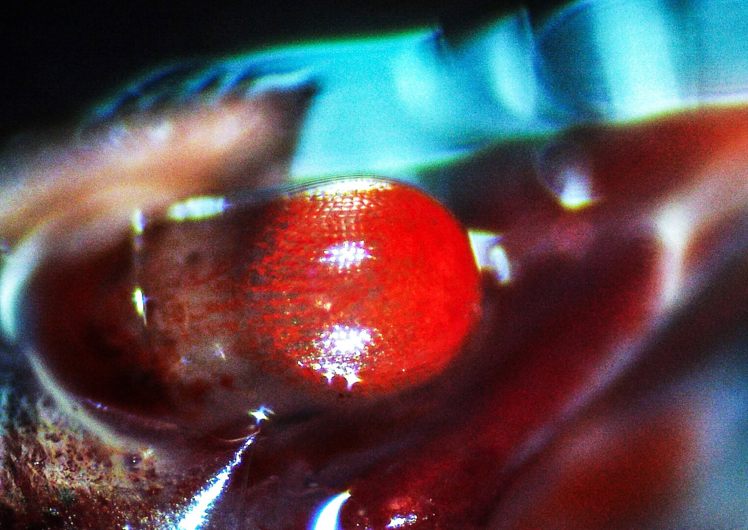 Das Auge einer Red-Devil Garnele. Das erklärt die Benennung OE (orange eyes ). Foto: Christian Splettstößer