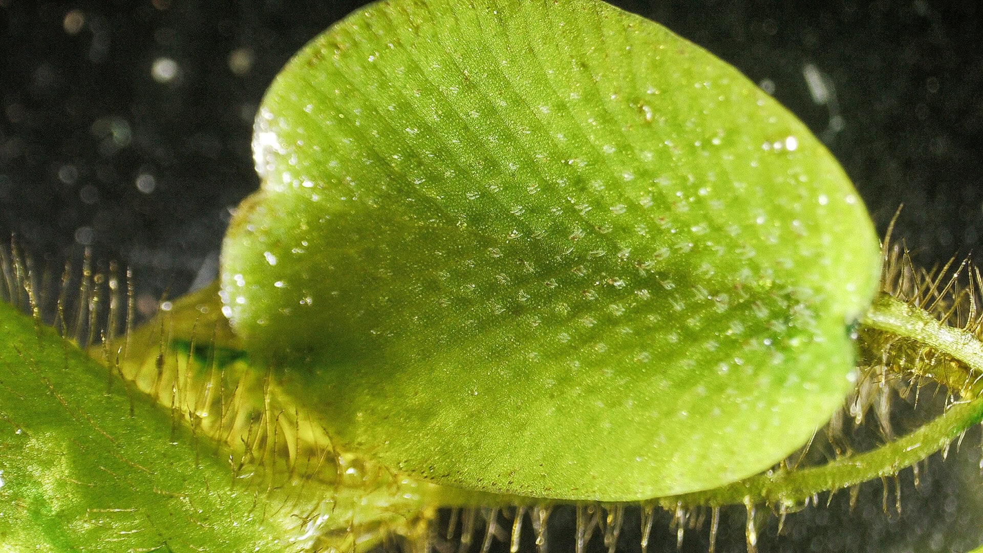 Ein Blatt einer Salvinia-Art, einem Schwimmfarn. Vermutlich S. molesta. Die zusammenwachsenden Haare auf der Oberseite sind ein Unterscheidungsmerkmal zu anderen Arten. Foto: Christian Splettstößer