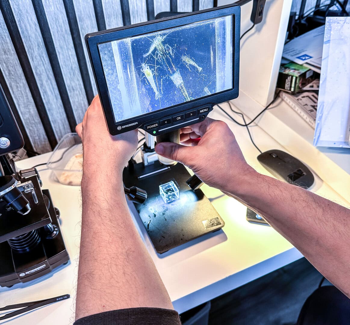 Der Autor betrachtet eine Black-Rose-Garnele unter dem Bresser Wlan 1.080P. Foto: Christian Splettstößer