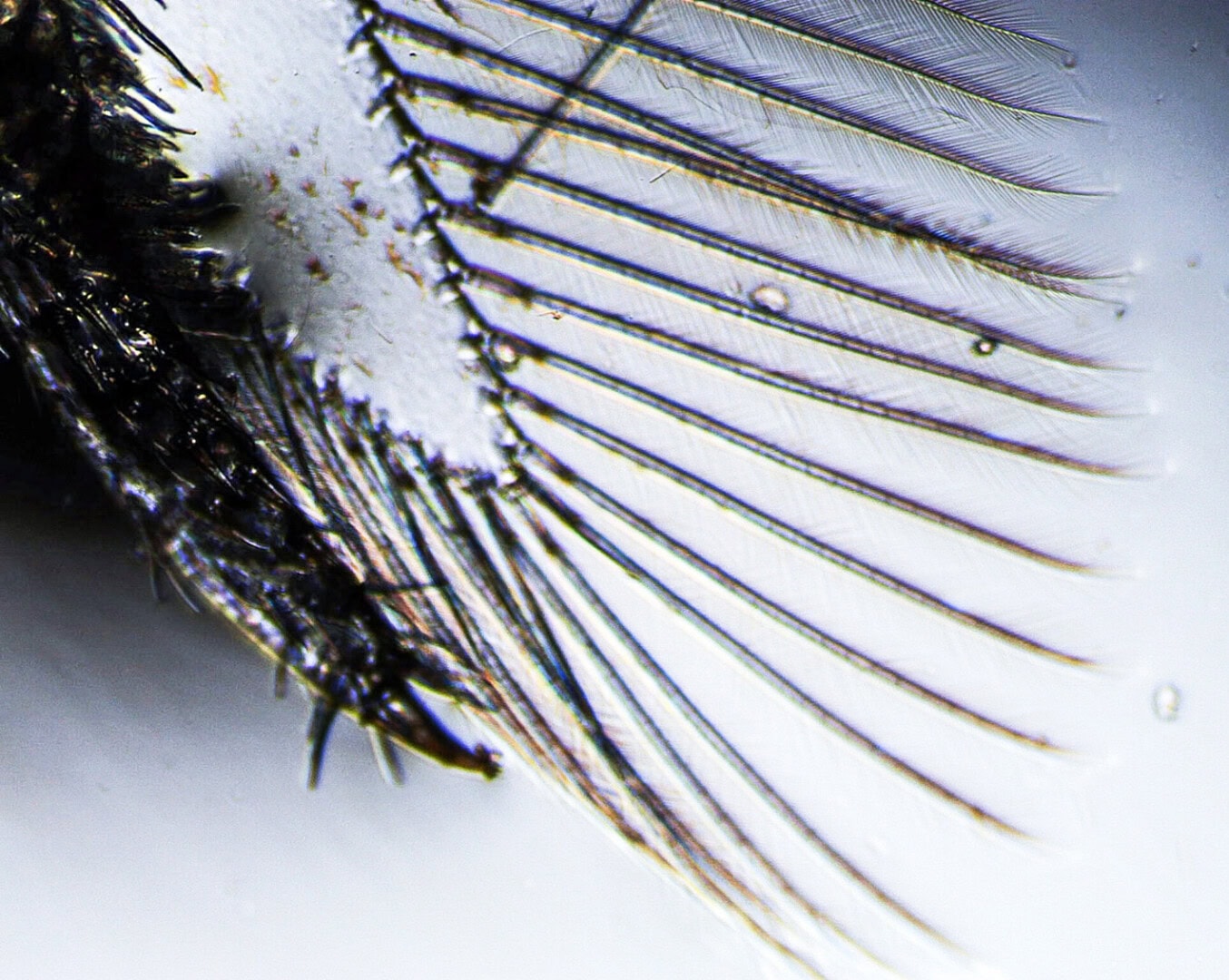 Ein Schwimmbein einer Garnele. Die feinen Haare sorgen für eine große Oberfläche, mit der der notwendige Vortrieb beim Schwimmen erreicht wird. Foto: Christian Splettstößer