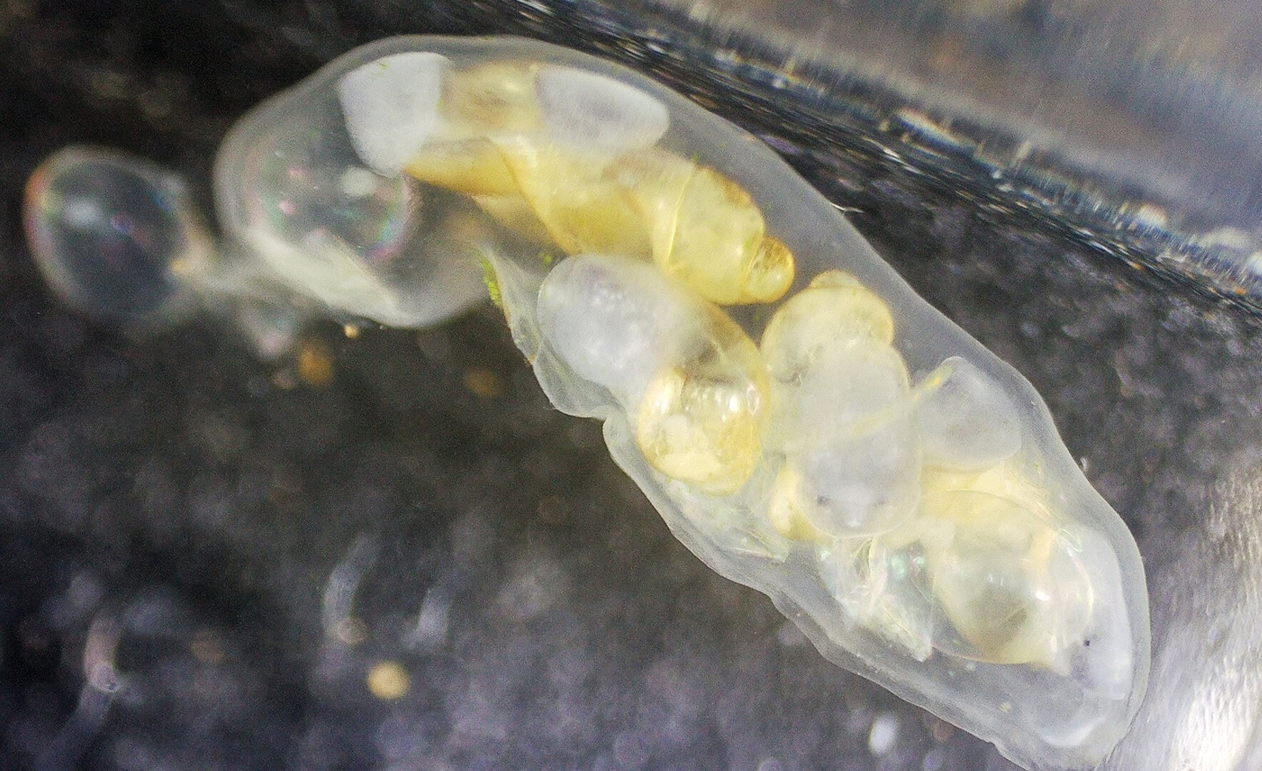 Ein Gelege einer Schlammschnecke. Die kleinen Schnecken bewegten sich bereits durch den Kokon. Foto: Christian Splettstößer