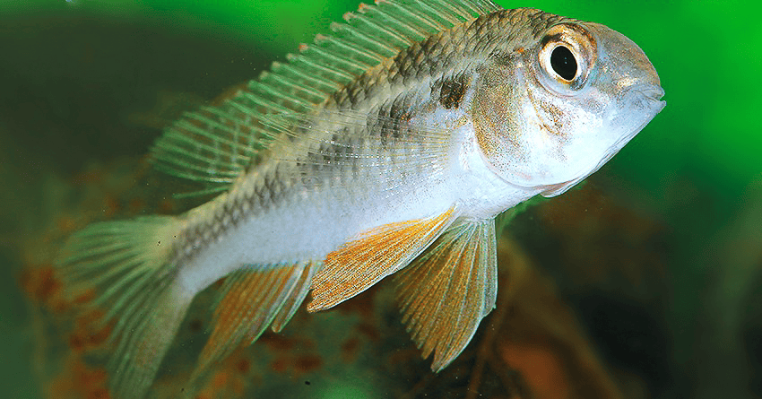 Crenicara latruncularium
