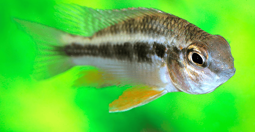 Crenicara latruncularium