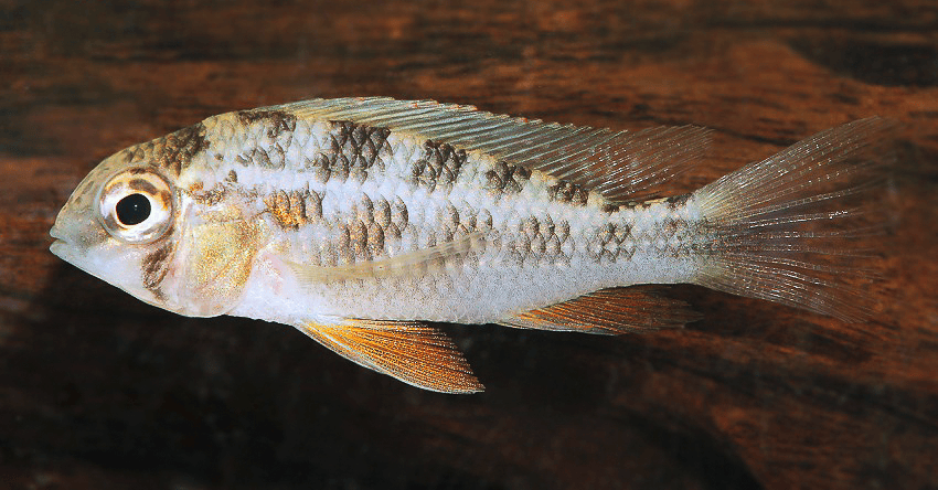 Crenicara latruncularium