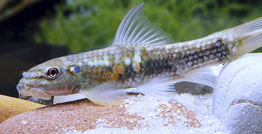 Garra sp. Sunset Goldscale