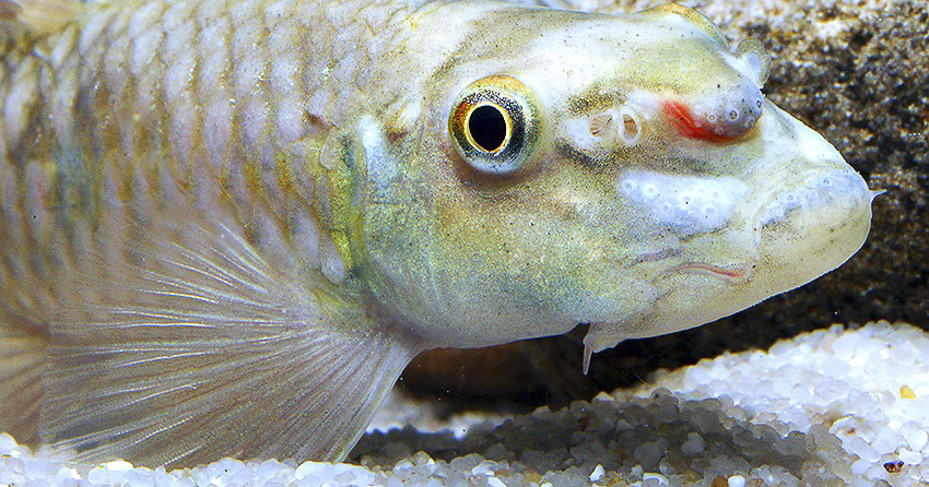 Garra sp. Sunset Goldscale