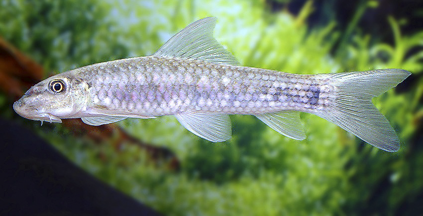 Garra sp. Sunset Goldscale