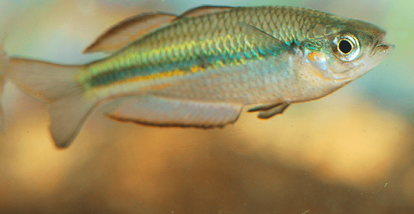 Melanotaenia nigrans