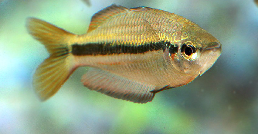 Melanotaenia nigrans