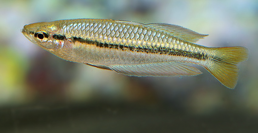 Melanotaenia nigrans 4 Melanotaenia nigrans