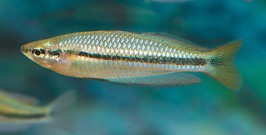 Melanotaenia nigrans 5 Melanotaenia nigrans