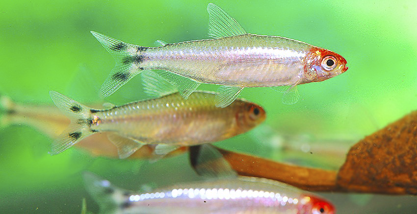 Petitella bleheri „PLATIN“