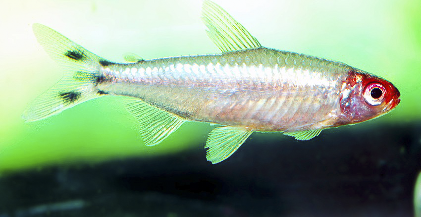 Petitella bleheri „PLATIN“