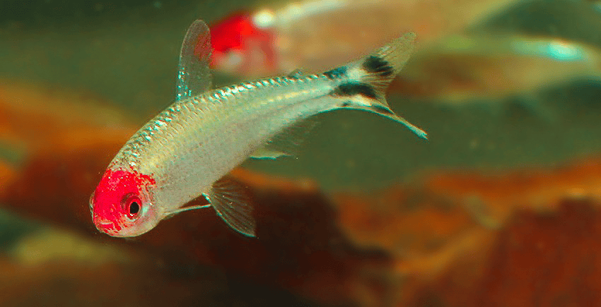 Petitella bleheri „PLATIN“