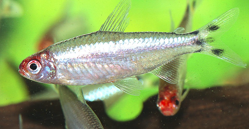 Petitella bleheri „PLATIN“