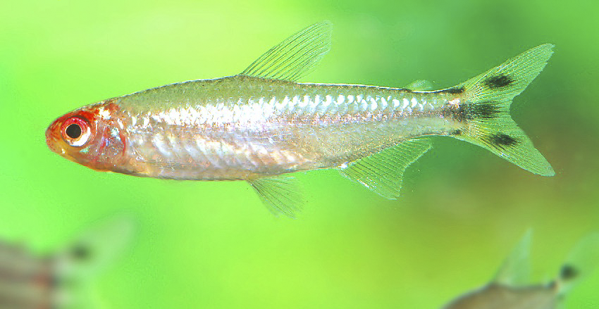 Petitella bleheri „PLATIN“