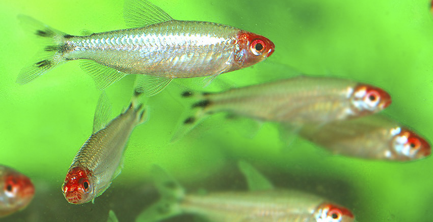 Petitella bleheri „PLATIN“