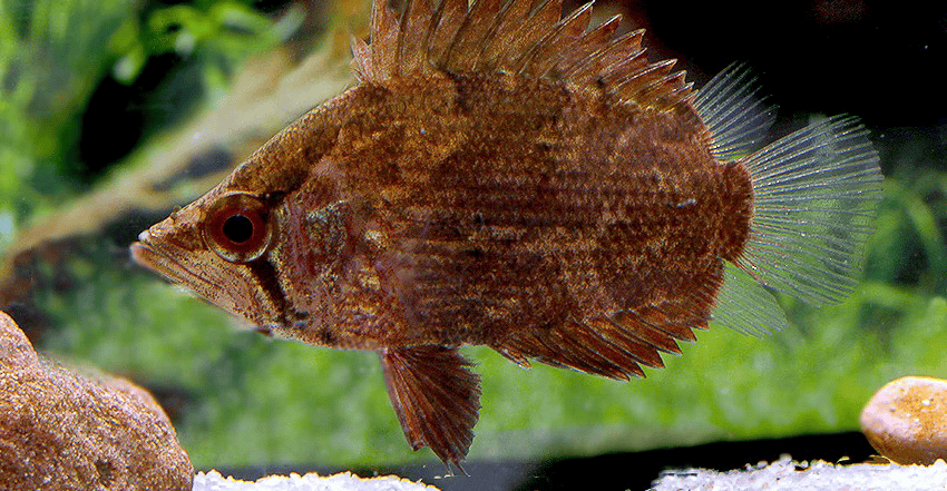 Polycentropsis abbreviata