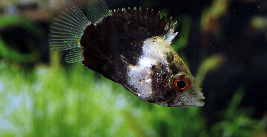 Polycentropsis abbreviata