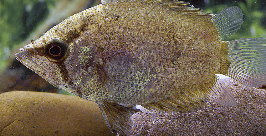 Polycentropsis abbreviata