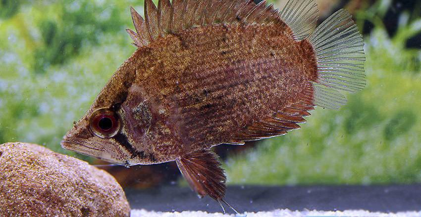 Polycentropsis abbreviata