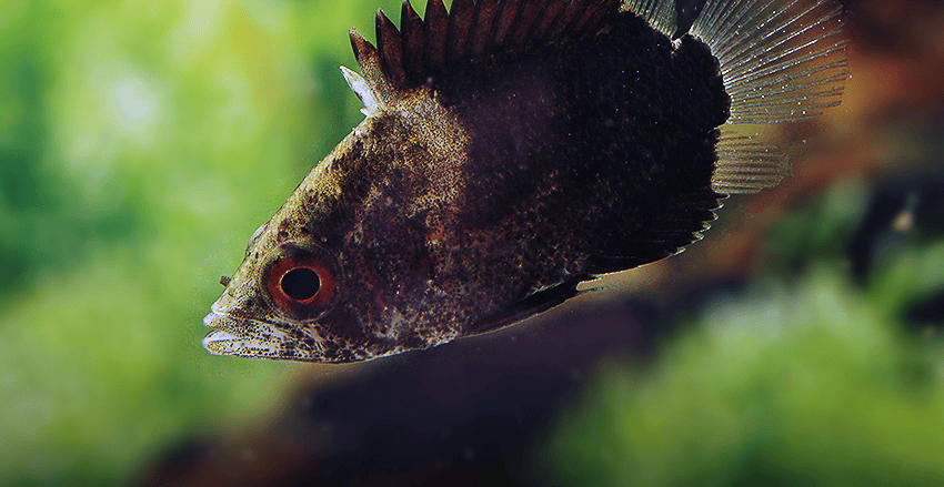 Polycentropsis abbreviata