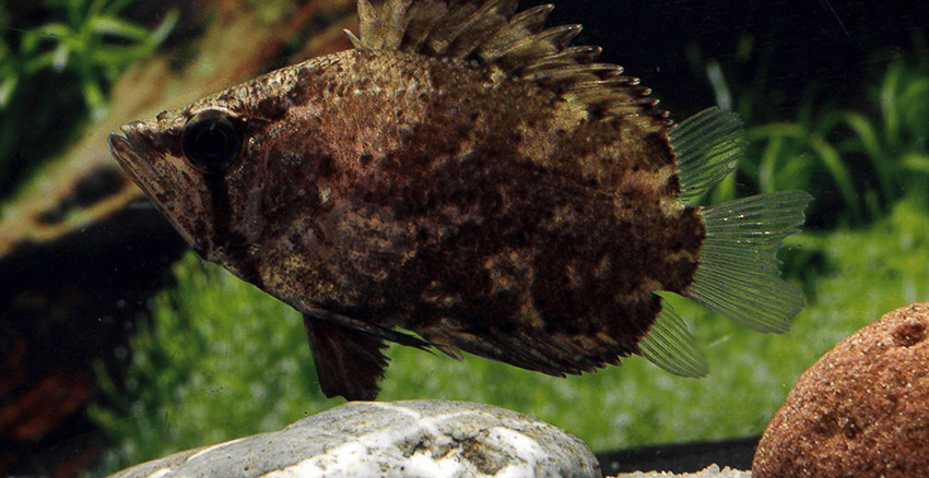 Polycentropsis abbreviata