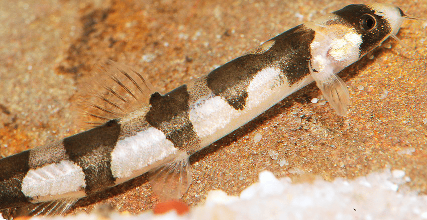 Schistura pridii 2 Schistura pridii