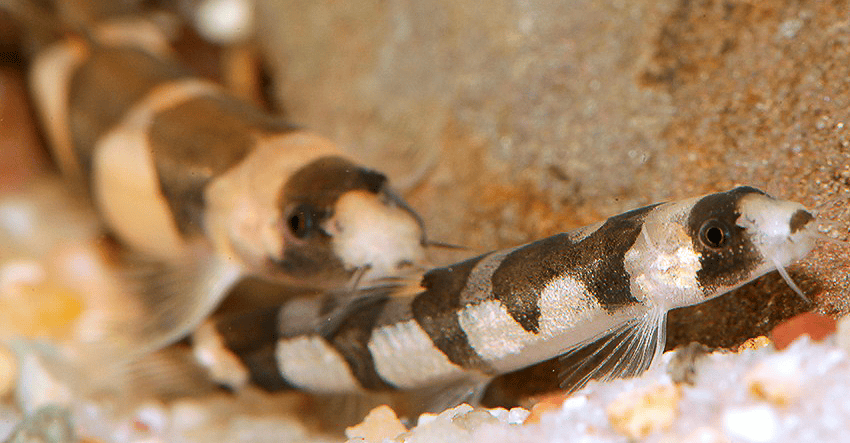Schistura pridii