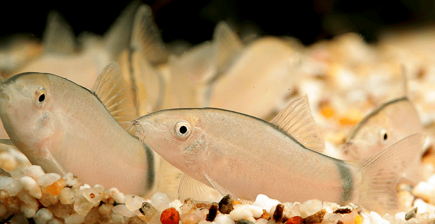 Yasuhikotakia morleti