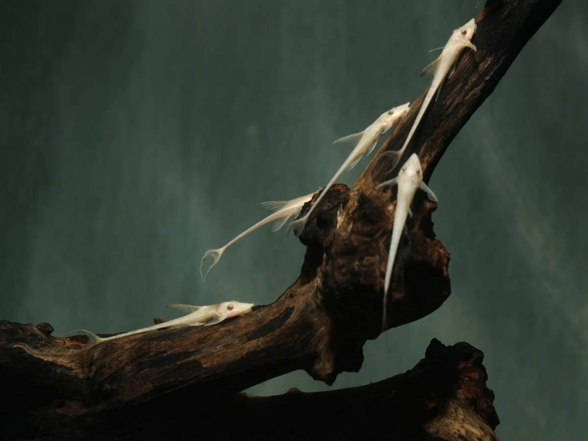 Sturisoma aureum "Gold-Black-Eye" - Goldbart-Störwels-Gold, NZ